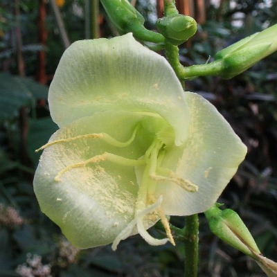 Pitcairnia Loki-Schmidtiae