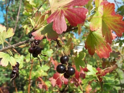 Die Expedition von Leif Eriksson entdeckte vielleicht Johannisbeeren in Vinland. Gold-Johannisbeere